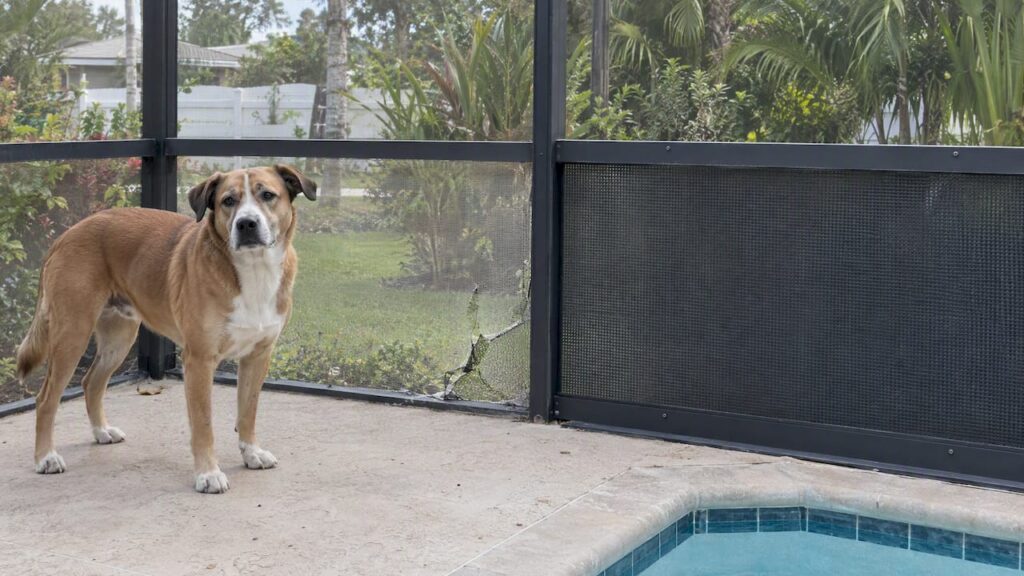 Dog beside reinforced lower pool cage mesh